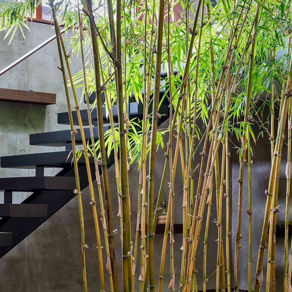Bambus de Gradina Auriu (Phyllostachys Aurea), tulpini galbene, rezistent la frig, gard viu dens