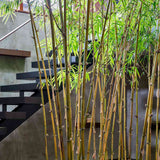 Bambus de Gradina Auriu (Phyllostachys Aurea), tulpini galbene, rezistent la frig, gard viu dens