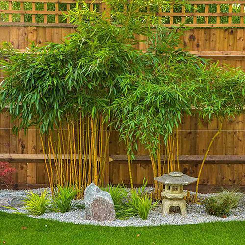 Bambus de Gradina Auriu (Phyllostachys Aurea), tulpini galbene, rezistent la frig, gard viu dens