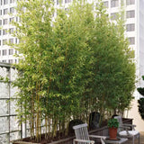 Bambus de Gradina Auriu (Phyllostachys Aurea), tulpini galbene, rezistent la frig, gard viu dens
