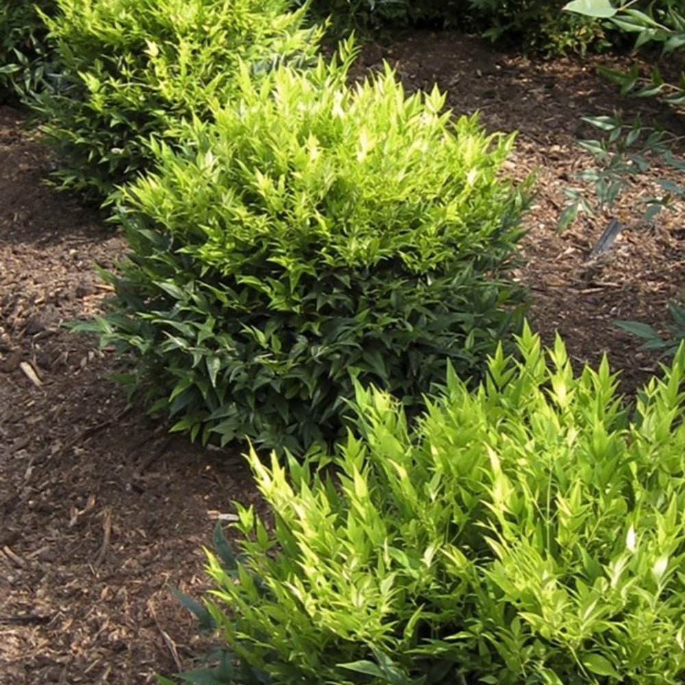 Bambusul Sacru Nandina Lemon - Lime - VERDENA - 40 cm inaltime, ghiveci de 3 l