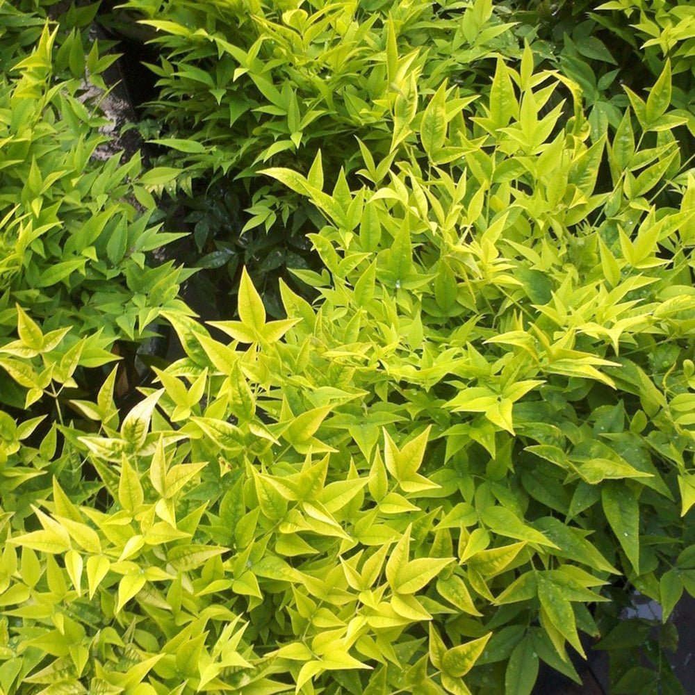 Bambusul Sacru Nandina Lemon - Lime - VERDENA - 40 cm inaltime, ghiveci de 3 l