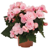 Begonia Elatilor Move 2 Joy Pink, planta de interior cu flori roz decorative