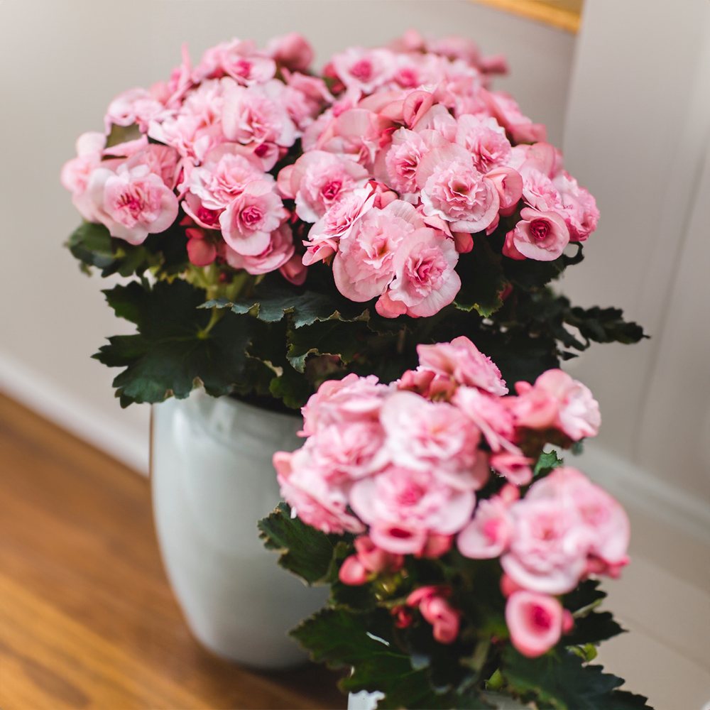 Begonia Elatilor Move 2 Joy Pink, planta de interior cu flori roz decorative