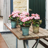 Begonia Elatilor Move 2 Joy Pink, planta de interior cu flori roz decorative