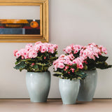 Begonia Elatilor Move 2 Joy Pink, planta de interior cu flori roz decorative