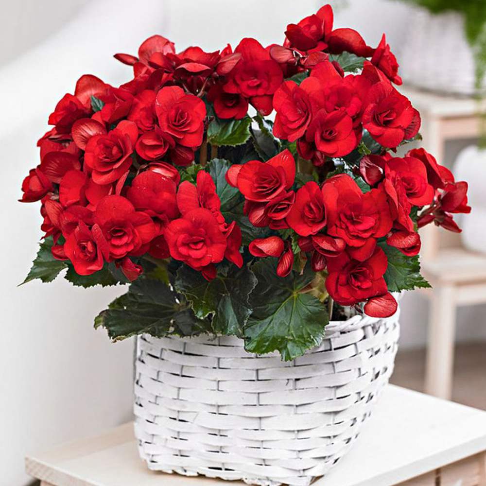 Begonia Elatior Baladin, planta de interior cu flori rosii decorative