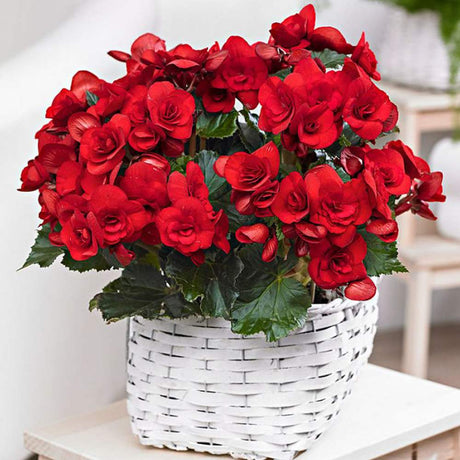 Begonia Elatior Baladin, planta de interior cu flori rosii decorative