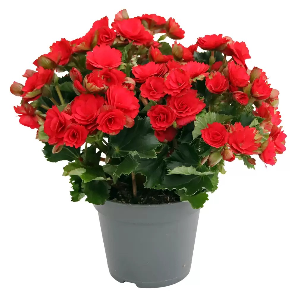 Begonia Elatior Baladin, planta de interior cu flori rosii decorative