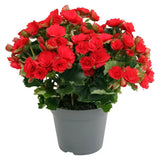 Begonia Elatior Baladin, planta de interior cu flori rosii decorative
