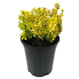 Dracila Berberis Japoneza Aurea, arbust decorativ galben, pentru gard viu sau borduri