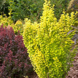 Dracila Berberis Japoneza Yellow Tower, cu frunzis auriu