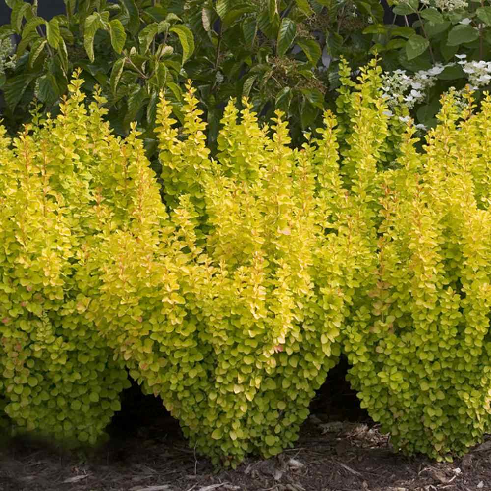 Dracila Berberis Japoneza Yellow Tower, cu frunzis auriu