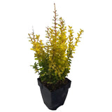 Black Friday - Reduceri Dracila Berberis Japoneza Yellow Tower, cu frunzis auriu Promotie