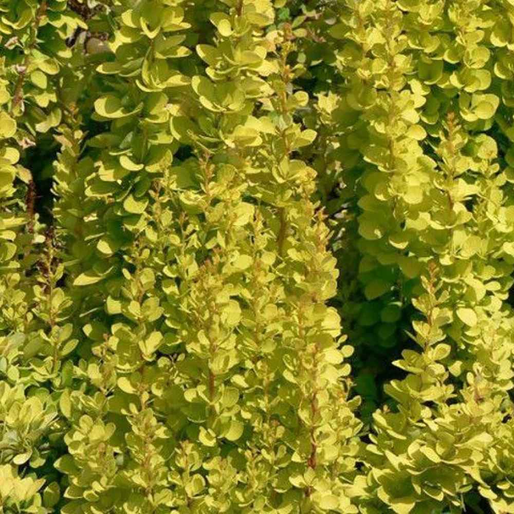 Dracila Berberis Japoneza Yellow Tower, cu frunzis auriu