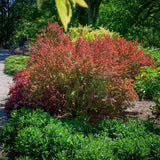 Dracila Berberis Japoneza Red Rocket,  arbust decorativ rosu intens, rapid crescator