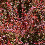 Dracila Berberis Japoneza Red Rocket,  arbust decorativ rosu intens, rapid crescator