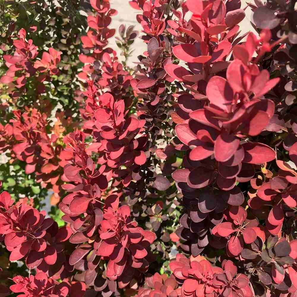 Dracila Berberis Japoneza Red Rocket,  arbust decorativ rosu intens, rapid crescator