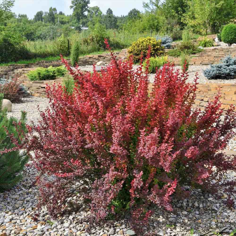 Dracila Berberis Japoneza Red Rocket,  arbust decorativ rosu intens, rapid crescator