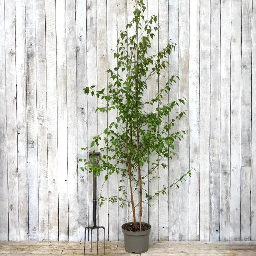 Mesteacan Alb Pur Doorenbos (Betula Utilis), tulpini multiple, scoarta alba decorativa, exfoliere in mod atractiv, crestere rapida