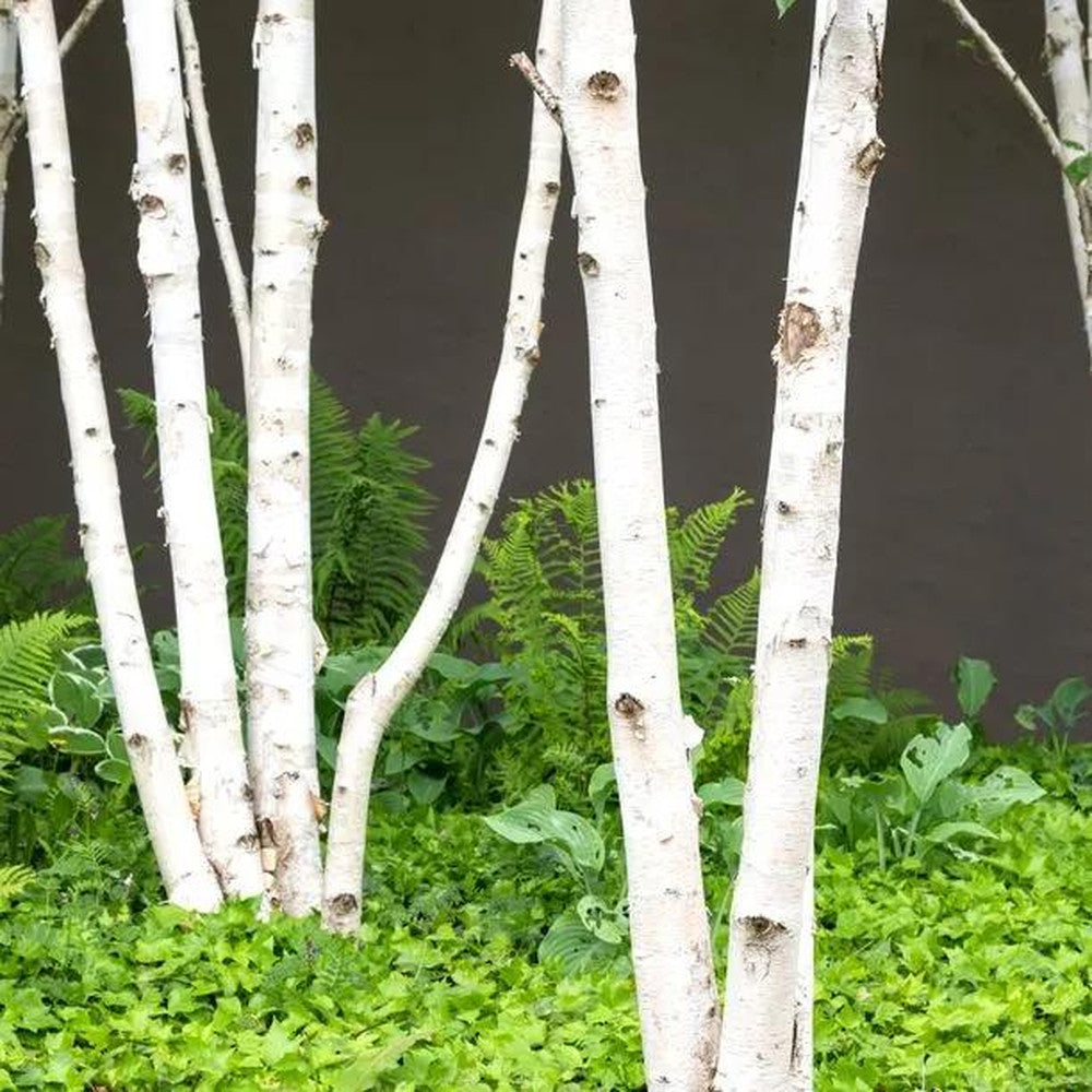 Mesteacan Alb Pur Doorenbos (Betula Utilis), tulpini multiple, scoarta alba decorativa, exfoliere in mod atractiv, crestere rapida