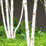 Mesteacan Alb Pur Doorenbos (Betula Utilis), tulpini multiple, scoarta alba decorativa, exfoliere in mod atractiv, crestere rapida