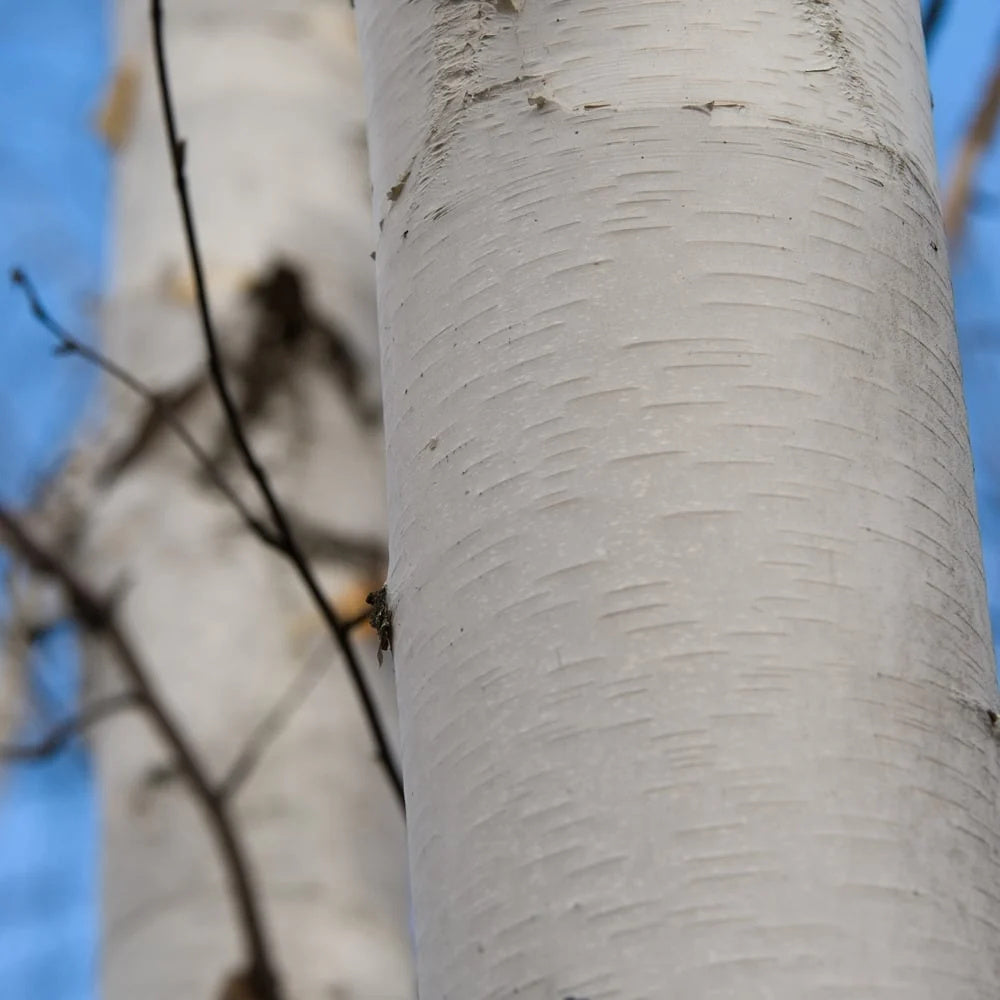 Mesteacan Alb Pur Doorenbos (Betula Utilis), tulpini multiple, scoarta alba decorativa, exfoliere in mod atractiv, crestere rapida