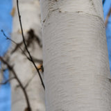 Mesteacan Alb Pur Doorenbos (Betula Utilis), tulpini multiple, scoarta alba decorativa, exfoliere in mod atractiv, crestere rapida