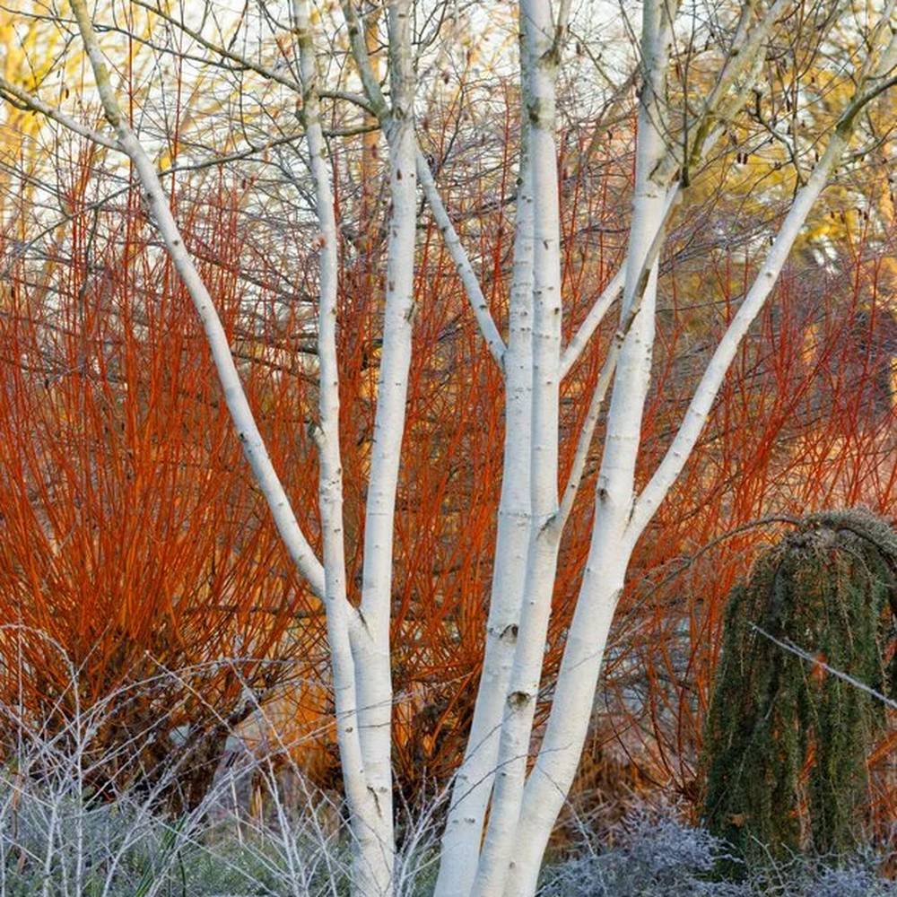 Mesteacan Alb Pur Doorenbos (Betula Utilis), tulpini multiple, scoarta alba decorativa, exfoliere in mod atractiv, crestere rapida