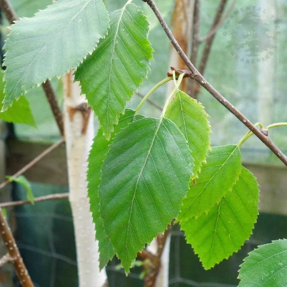 Mesteacan Alb Pur Doorenbos (Betula Utilis), tulpini multiple, scoarta alba decorativa, exfoliere in mod atractiv, crestere rapida