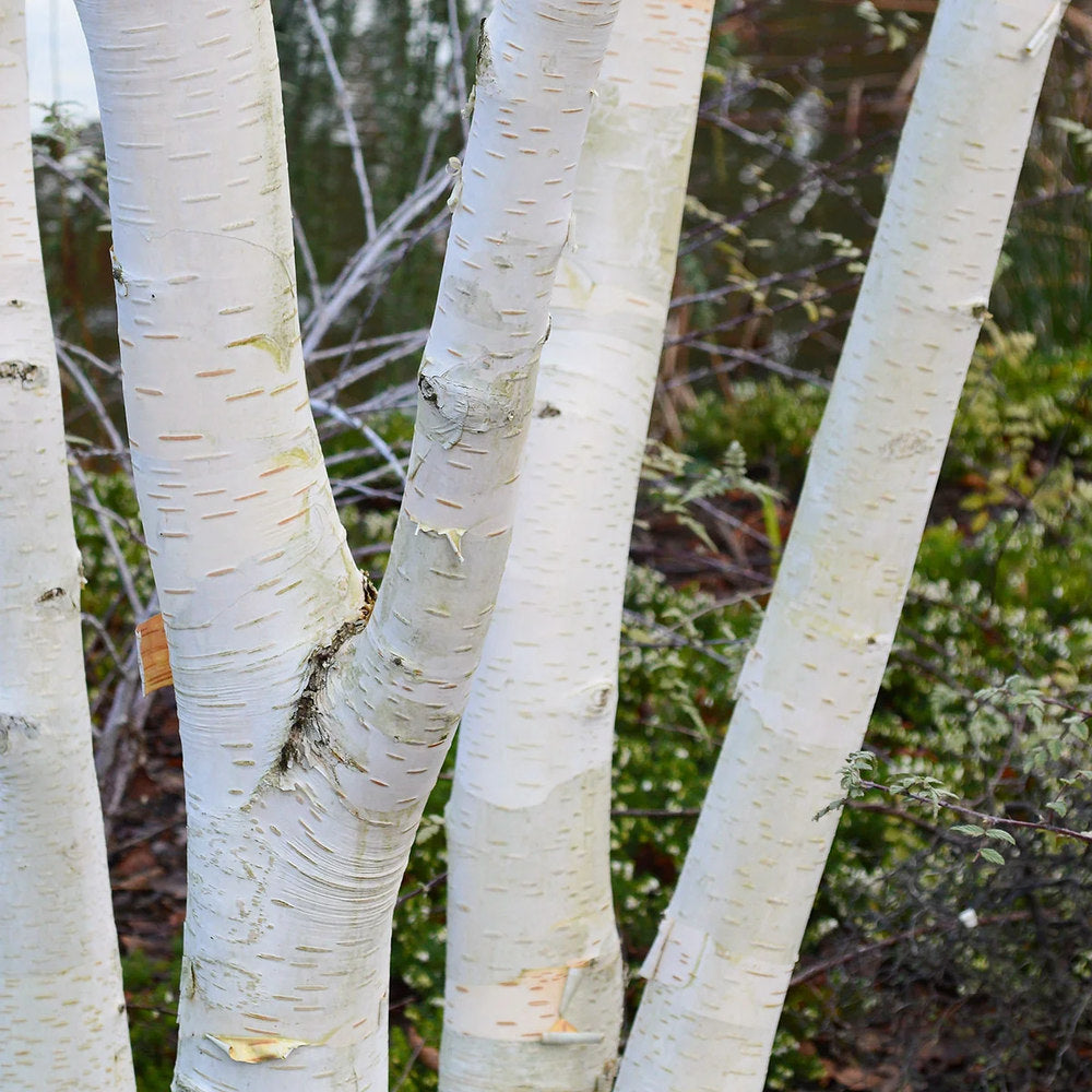 Mesteacan Alb Pur Doorenbos (Betula Utilis), tulpini multiple, scoarta alba decorativa, exfoliere in mod atractiv, crestere rapida