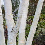 Mesteacan Alb Pur Doorenbos (Betula Utilis), tulpini multiple, scoarta alba decorativa, exfoliere in mod atractiv, crestere rapida