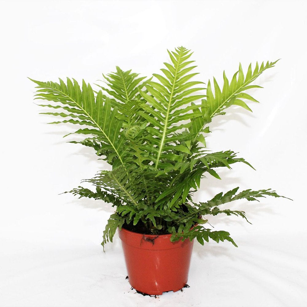 Feriga Silver Lady (Blechnum Gibbum)