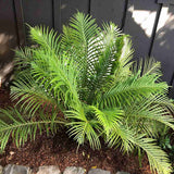 Feriga Silver Lady (Blechnum Gibbum)