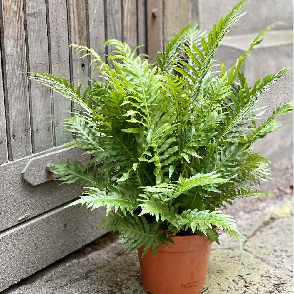 Feriga Silver Lady (Blechnum Gibbum)