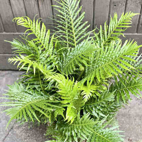 Black Friday - Reduceri Feriga Silver Lady (Blechnum Gibbum) Promotie