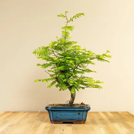 Aranjament Bonsai cu Metasequoia Auriu, bonsai mini sequoia cu frunze aurii, cadou perfect