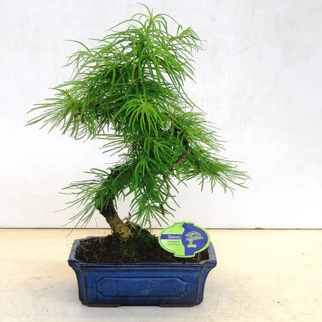 Aranjament Bonsai cu Zada Aurie Chinezeasca (Pseudolarix amabilis), bonsai mini copac, cu fruzis auriu, cadou perfect