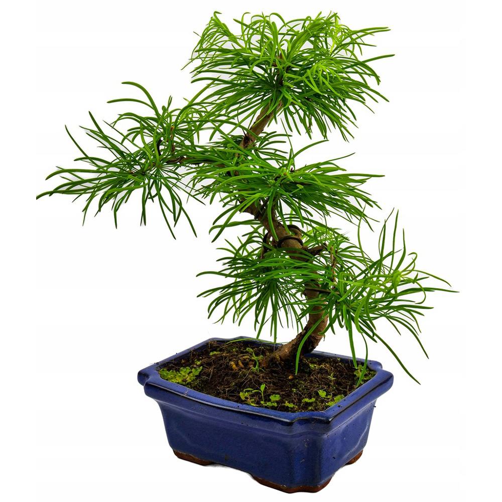 Aranjament Bonsai cu Zada Aurie Chinezeasca (Pseudolarix amabilis), bonsai mini copac, cu fruzis auriu, cadou perfect