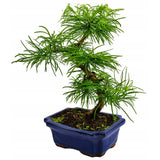 Aranjament Bonsai cu Zada Aurie Chinezeasca (Pseudolarix amabilis), bonsai mini copac, cu fruzis auriu, cadou perfect