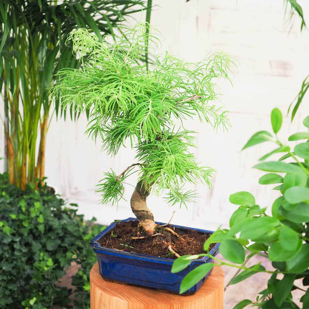 Aranjament Bonsai cu Zada Aurie Chinezeasca (Pseudolarix amabilis), bonsai mini copac, cu fruzis auriu, cadou perfect