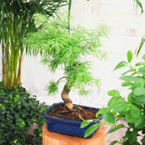 Aranjament Bonsai cu Zada Aurie Chinezeasca (Pseudolarix amabilis), bonsai mini copac, cu fruzis auriu, cadou perfect