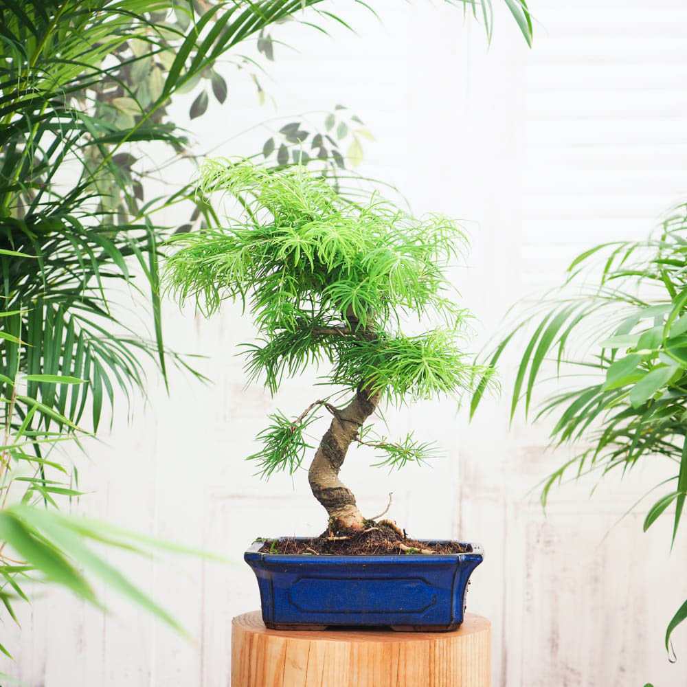 Aranjament Bonsai cu Zada Aurie Chinezeasca (Pseudolarix amabilis), bonsai mini copac, cu fruzis auriu, cadou perfect