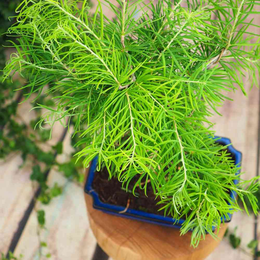 Aranjament Bonsai cu Zada Aurie Chinezeasca (Pseudolarix amabilis), bonsai mini copac, cu fruzis auriu, cadou perfect