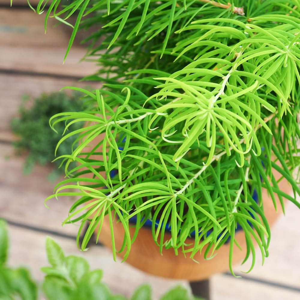 Aranjament Bonsai cu Zada Aurie Chinezeasca (Pseudolarix amabilis), bonsai mini copac, cu fruzis auriu, cadou perfect