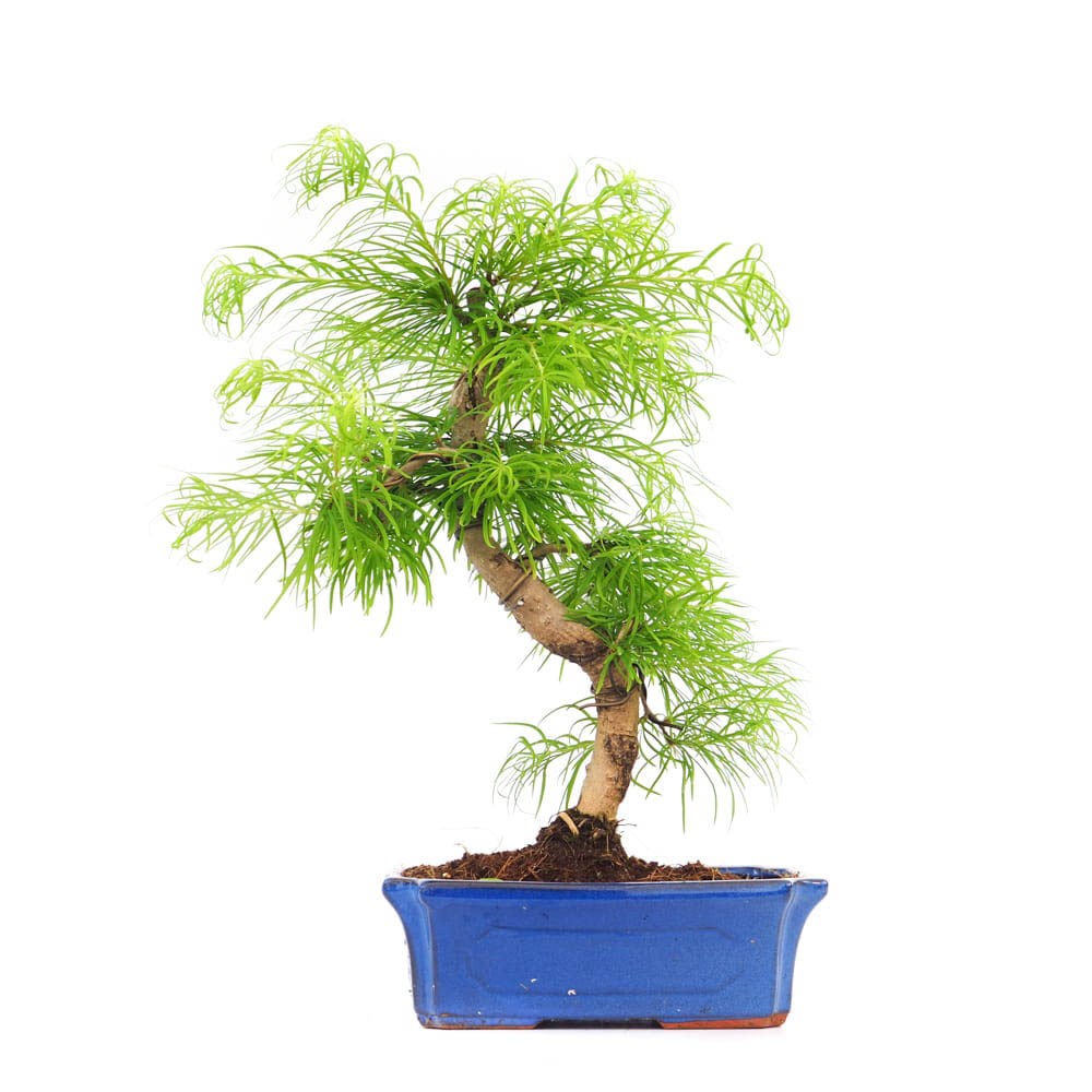 Aranjament Bonsai cu Zada Aurie Chinezeasca (Pseudolarix amabilis), bonsai mini copac, cu fruzis auriu, cadou perfect