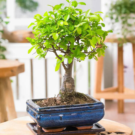 Aranjament Bonsai Ulm Japonez Zelkova, bonsai copac mini, frunzis zimtat, cadou perfect