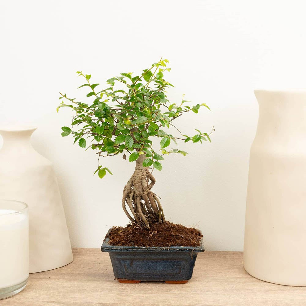 Aranjament Bonsai Ulm Japonez Zelkova, bonsai copac mini, frunzis zimtat, cadou perfect