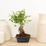 Aranjament Bonsai Ulm Japonez Zelkova, bonsai copac mini, frunzis zimtat, cadou perfect