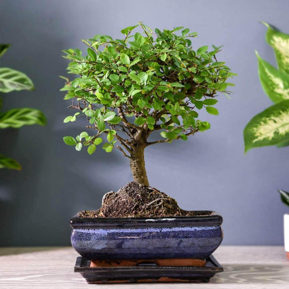 Aranjament Bonsai Ulm Japonez Zelkova, bonsai copac mini, frunzis zimtat, cadou perfect